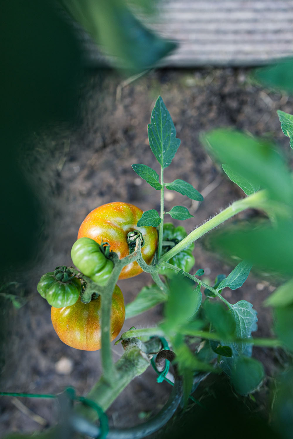 Red, ripening tomato.