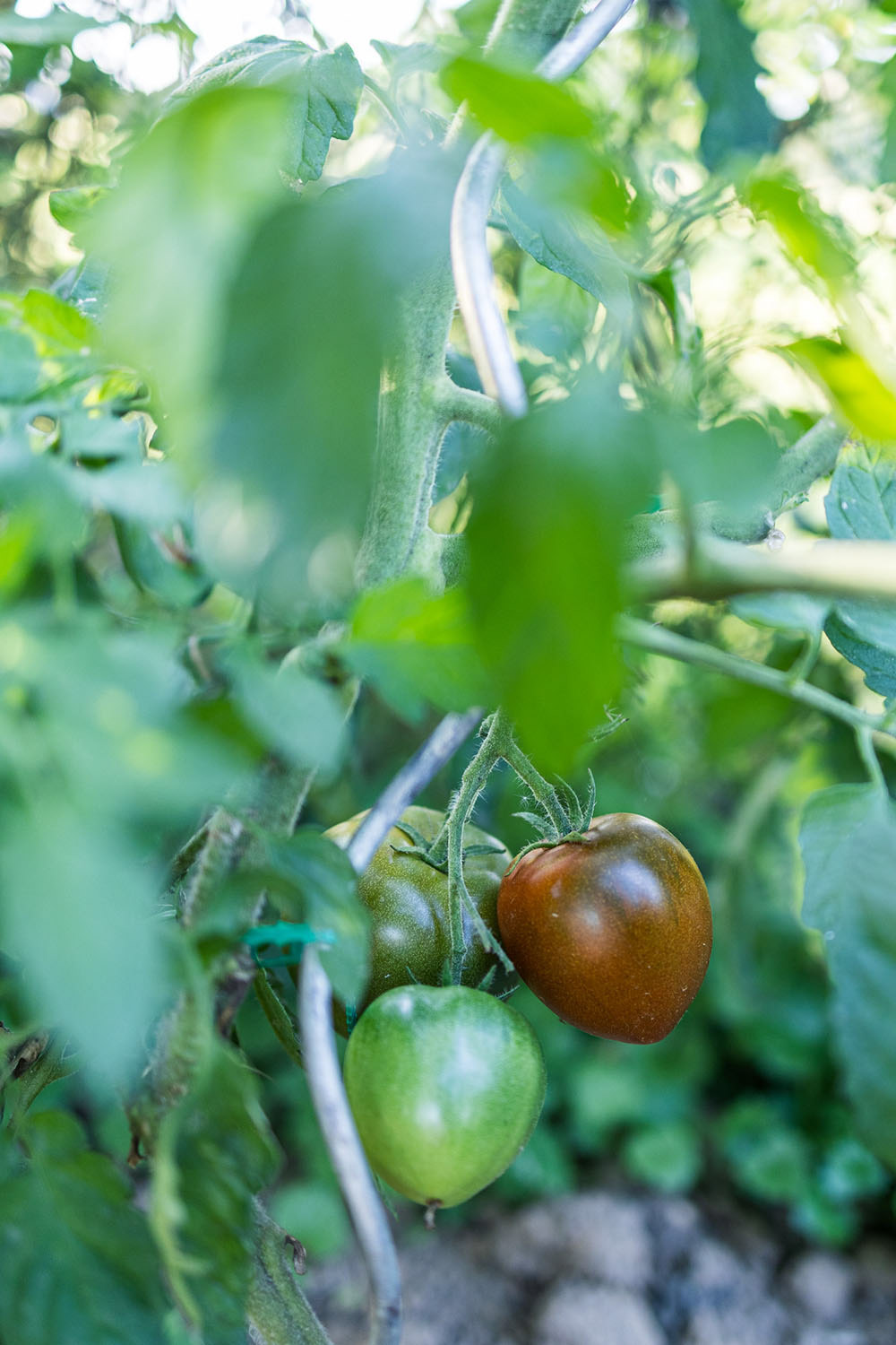 Red, ripening tomato.