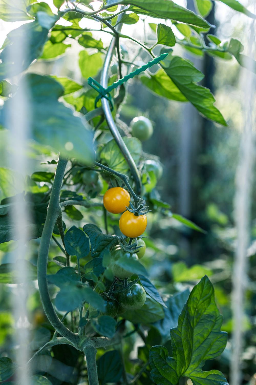 Yellow ripe cherry tomatoes on vine together with green unripe cherry tomatoes.