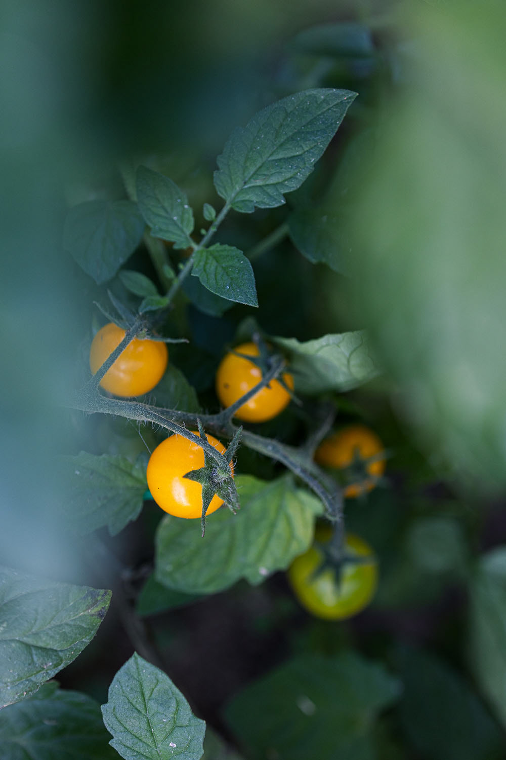 Yellow, ripe cherry tomatoes on plant.