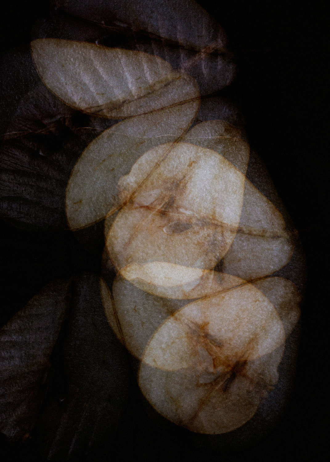 pears, dark & moody, multiple exposure, abstract image, fine art