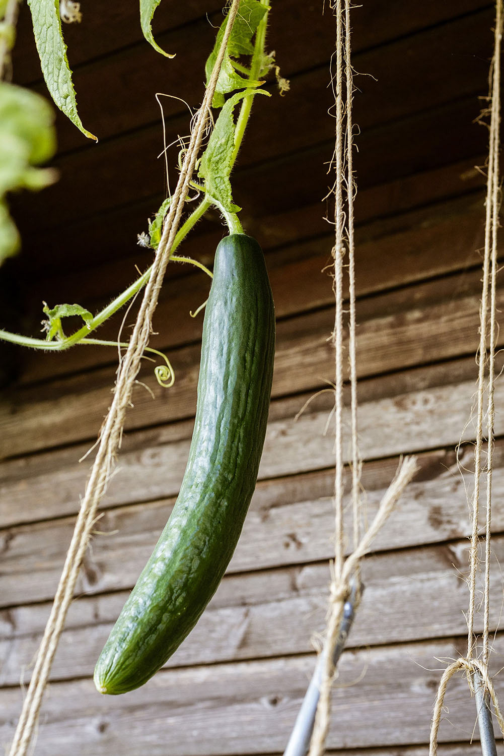 Cucumber hanging of a branch in allotment.