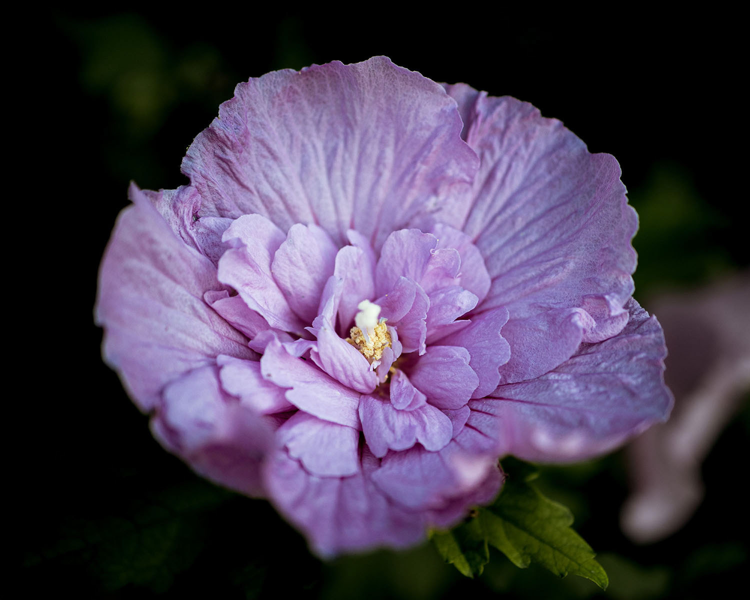 A delicate, purple flower, leaves like paper