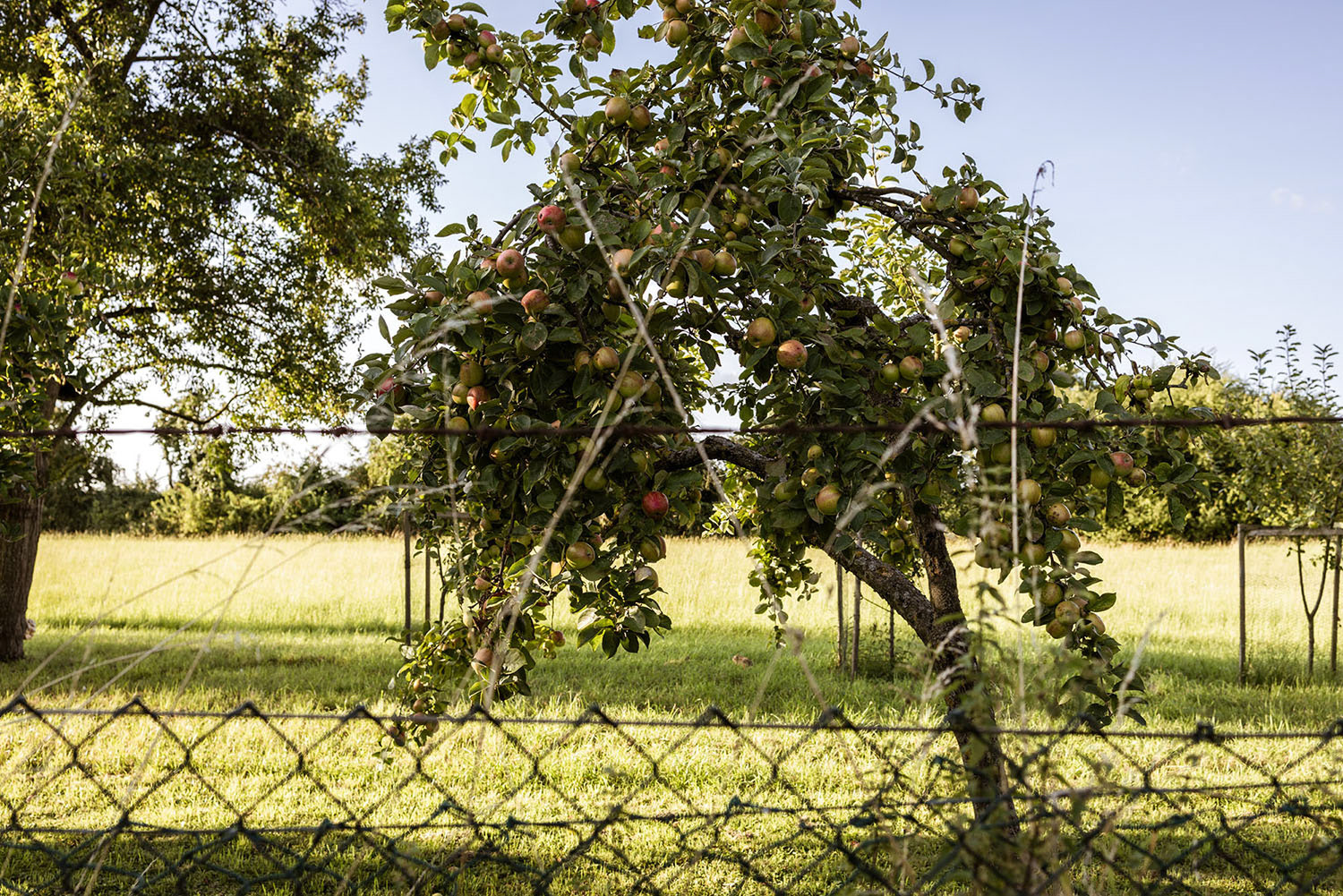Apple tree with fruit before a fence, leaning to the side.