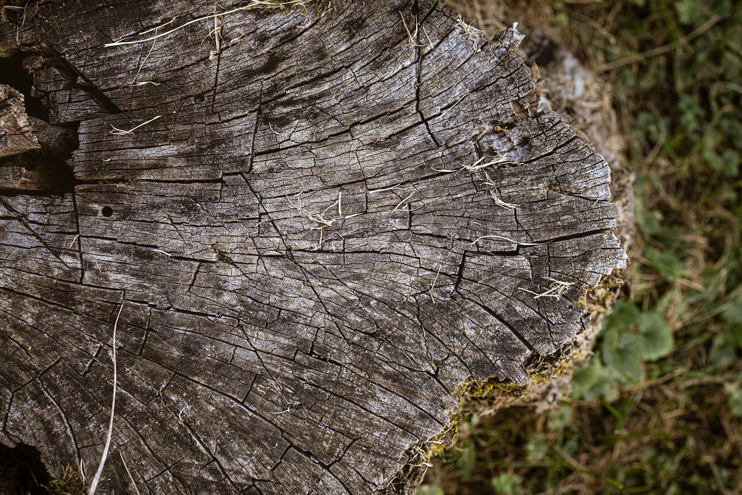 A tree stump seen from above, revealing the year lines and outline of the tree.