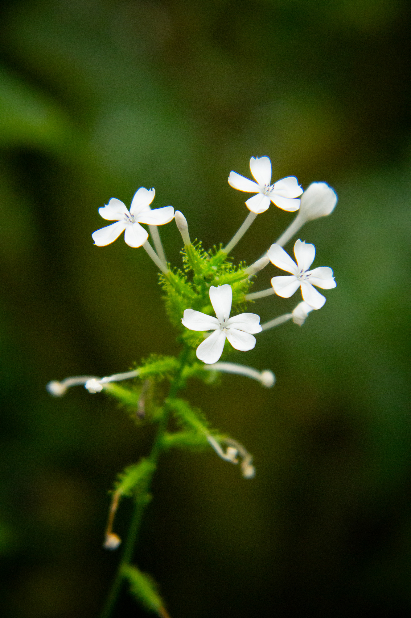 A plumbago zeylanica plant, commonly known as either Ceylon leadwort, doctorbush or wild leadwort, inside the Rosine Smith Sammons Butterfly House and Insectarium at the Texas Discovery Gardens in Dallas, Texas on March 23, 2025. The plumbago zeylanica is a species of plumbago found across tropical and sub-tropical climates, such as India and Australia, and is synonymous with two other similar species.  Photo/ Natalie VanDerWal