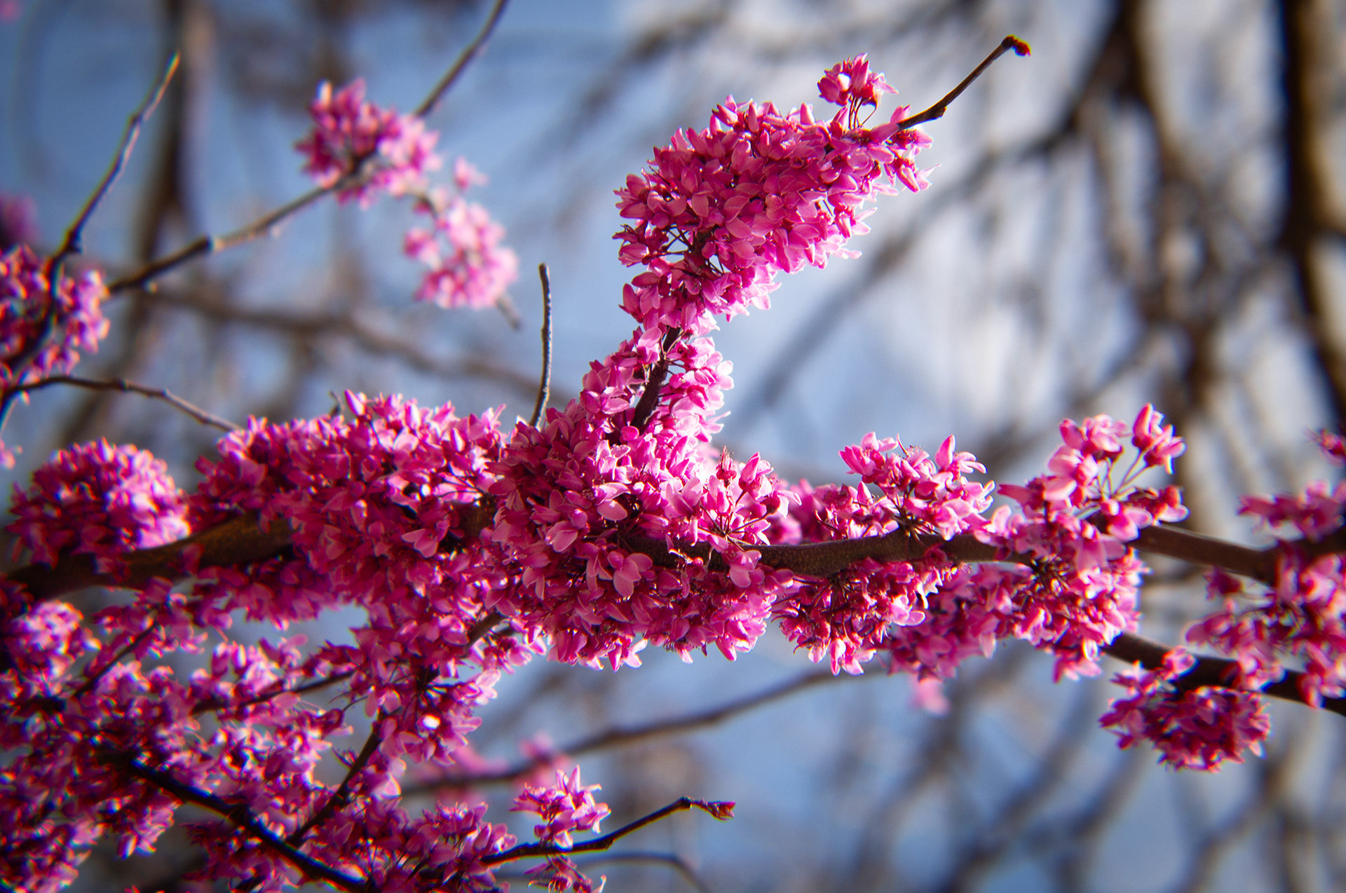 A Cercis canadensis tree, or Eastern redbud tree, in the Master Gardeners' Garden at the Texas Discovery Gardens in Dallas, Texas on March 23, 2025. This species of large shrub/small tree is native to North American countries, including the United States and Mexico, and is the state tree of Oklahoma.  Photo/ Natalie VanDerWal