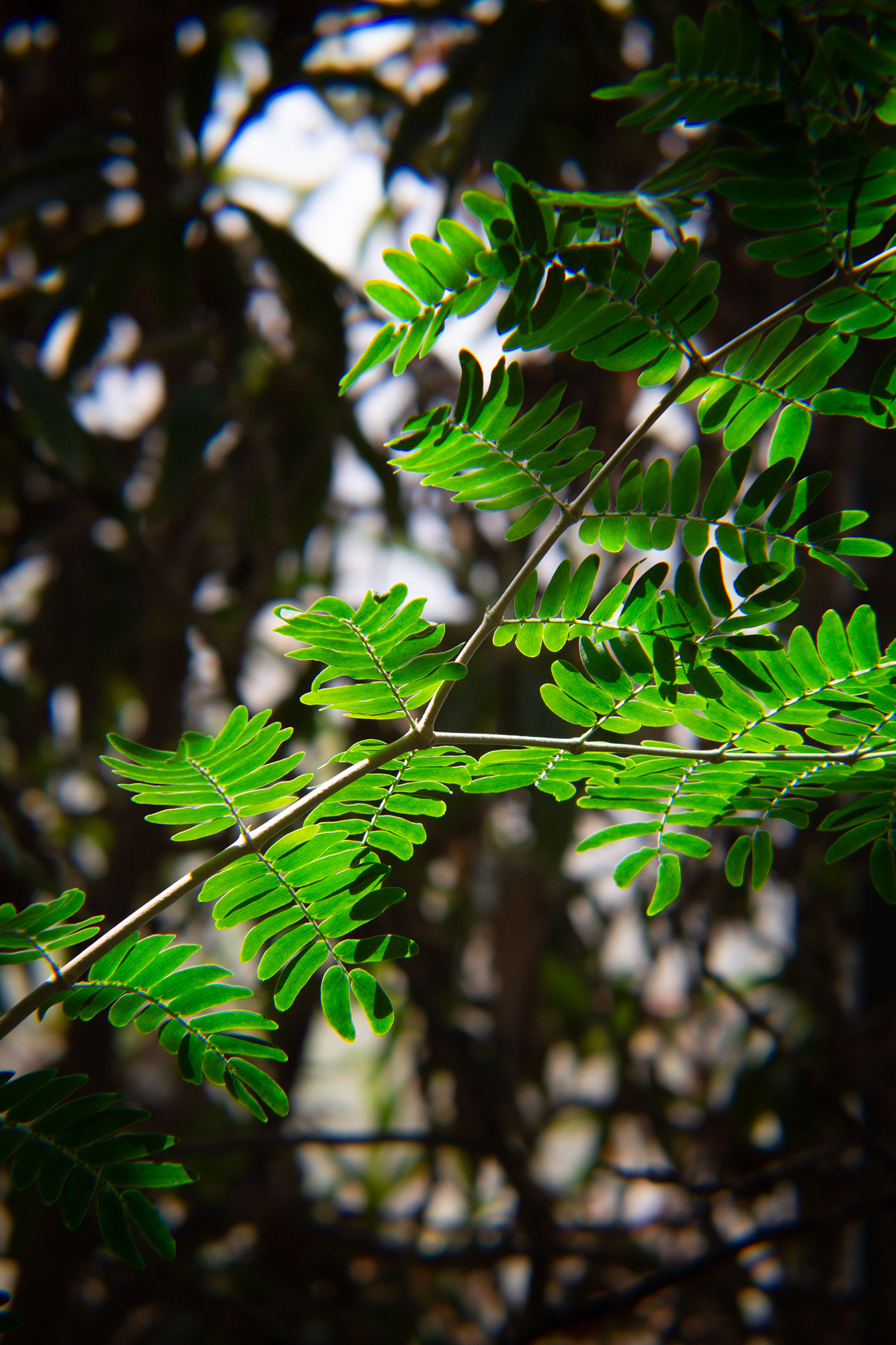 A libidibia paraguariensis plant, commonly known as Brown Ebony, in the Rosine Smith Sammons Butterfly House and Insectarium at the Texas Discovery Gardens in Dallas, Texas on March 23, 2025. The libidibia paraguariensis is a species of legume in the Fabaceae family, which is native to Latin America. This species is threatened by habitat loss due to its use for lumber in several Latin American countries.  Photo/ Natalie VanDerWal
