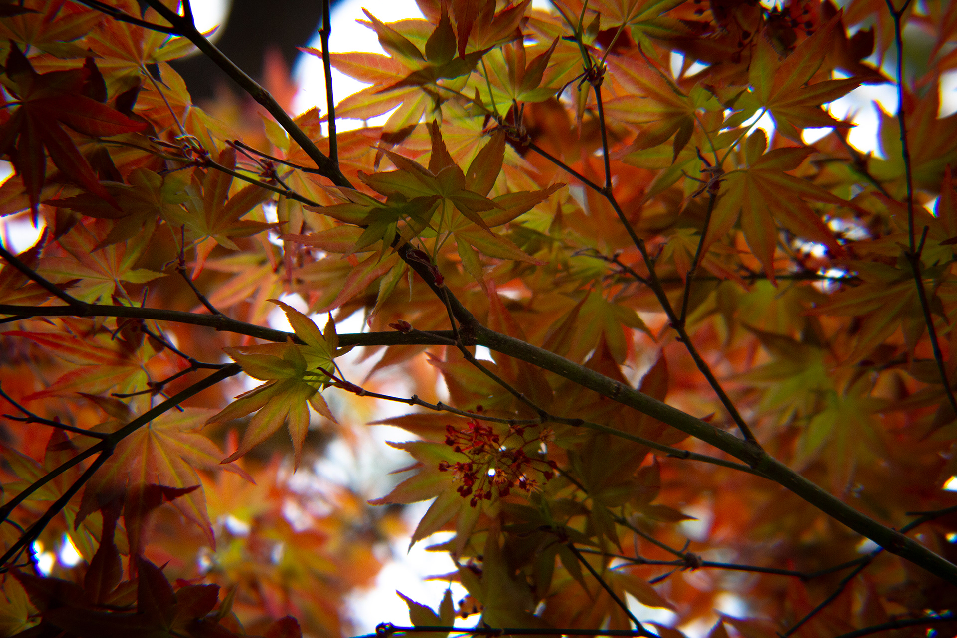 An Acer palmatum tree, commonly known as either Japanese maple, palmate maple or smooth Japanese maple, in the Margaret Fonde Jonsson Tribute Garden at the Texas Discovery Gardens in Dallas, Texas on March 23, 2025. This woody plant species is traditionally native to Eastern European and Asian countries, but they can be and are grown worldwide.  Photo/ Natalie VanDerWal
