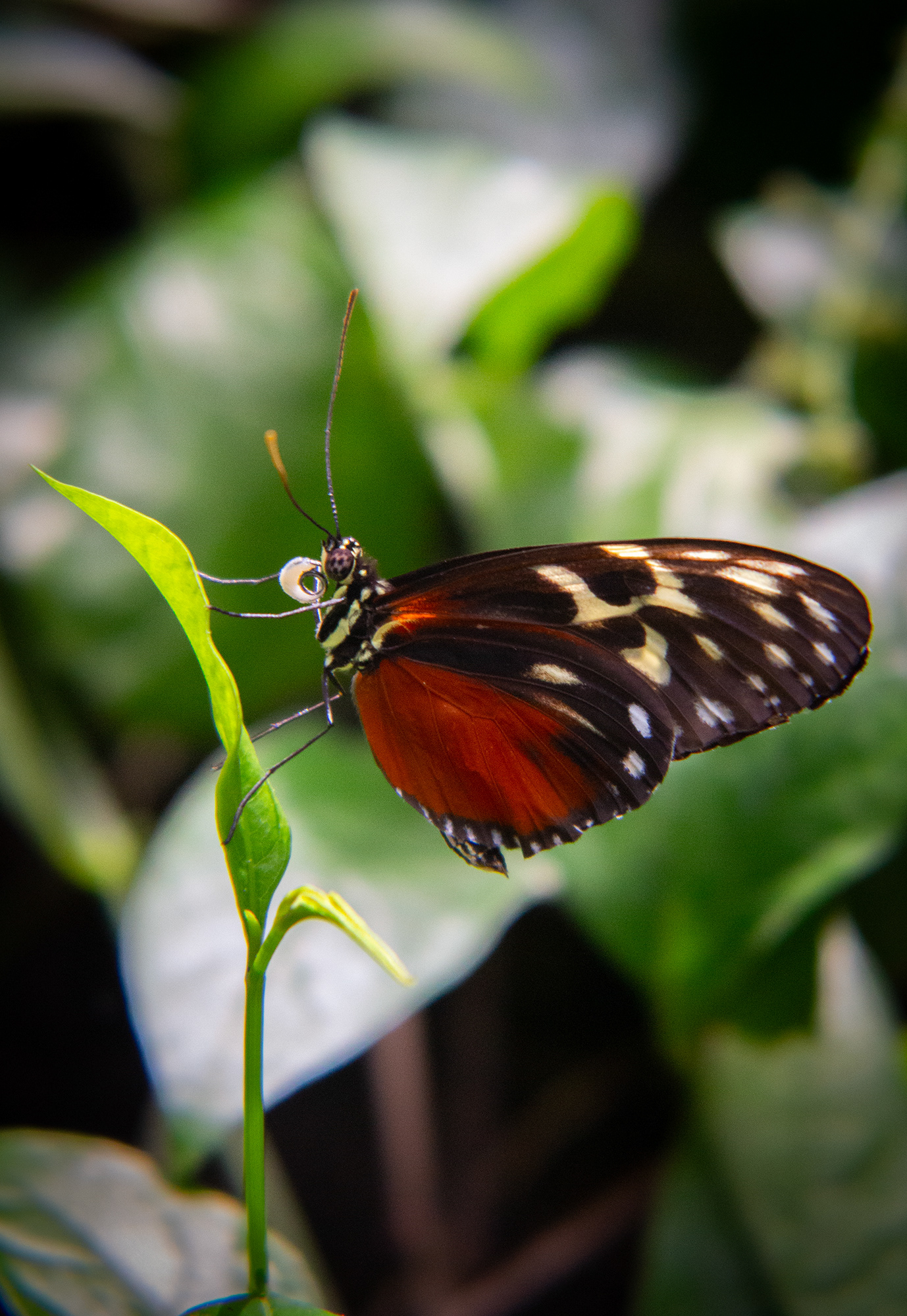 A Heliconius hecale, or Golden Longwing butterfly, rests on a green, leafy plant in the Rosine Smith Sammons Butterfly House and Insectarium at the Texas Discovery Gardens in Dallas, Texas on March 23, 2025. This genus of butterfly is native to countries across both North and South America and is a member of the Nymphalidae family.  Photo/ Natalie VanDerWal