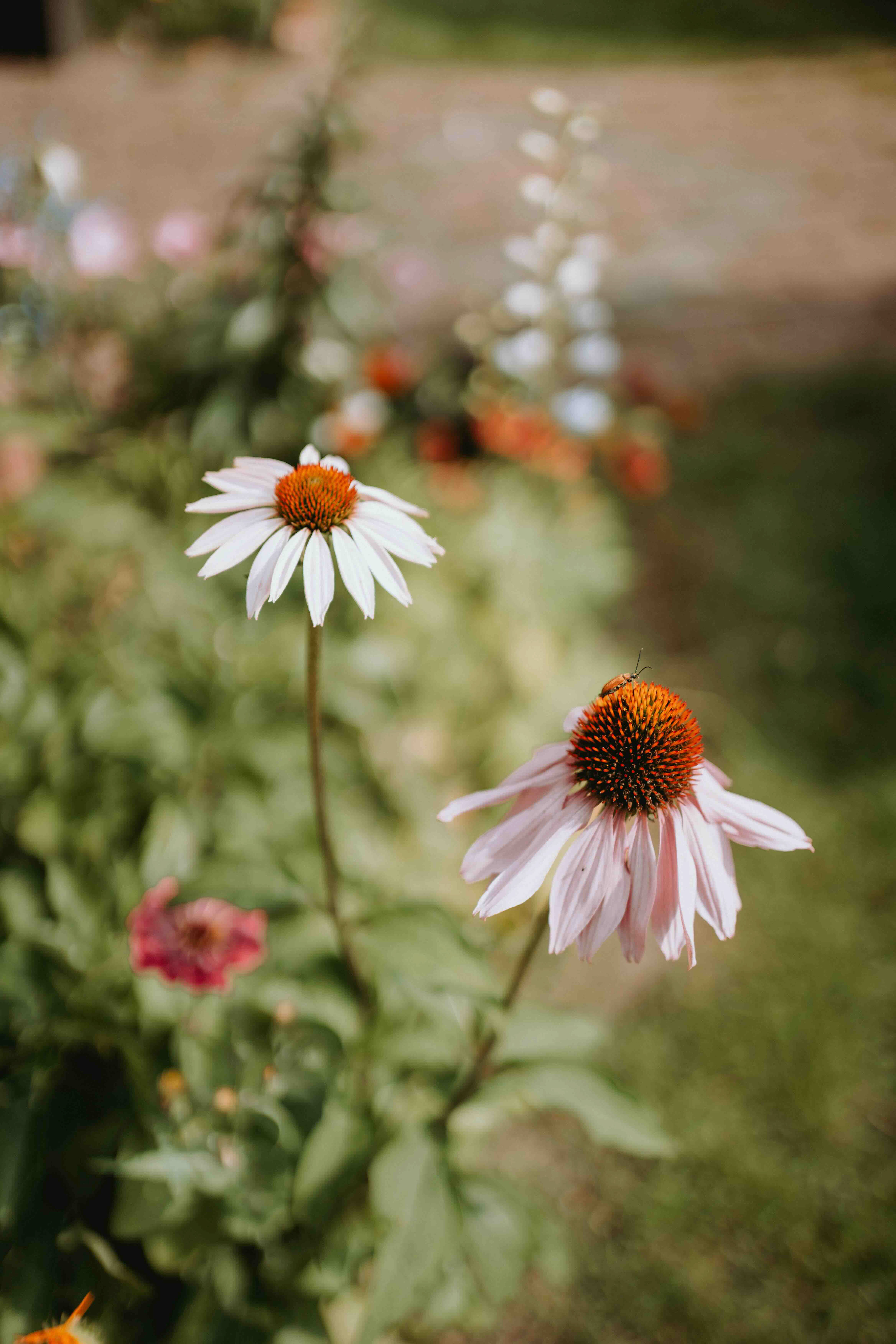 Festiwal Winnicy Niebo - Mezowo 2023
