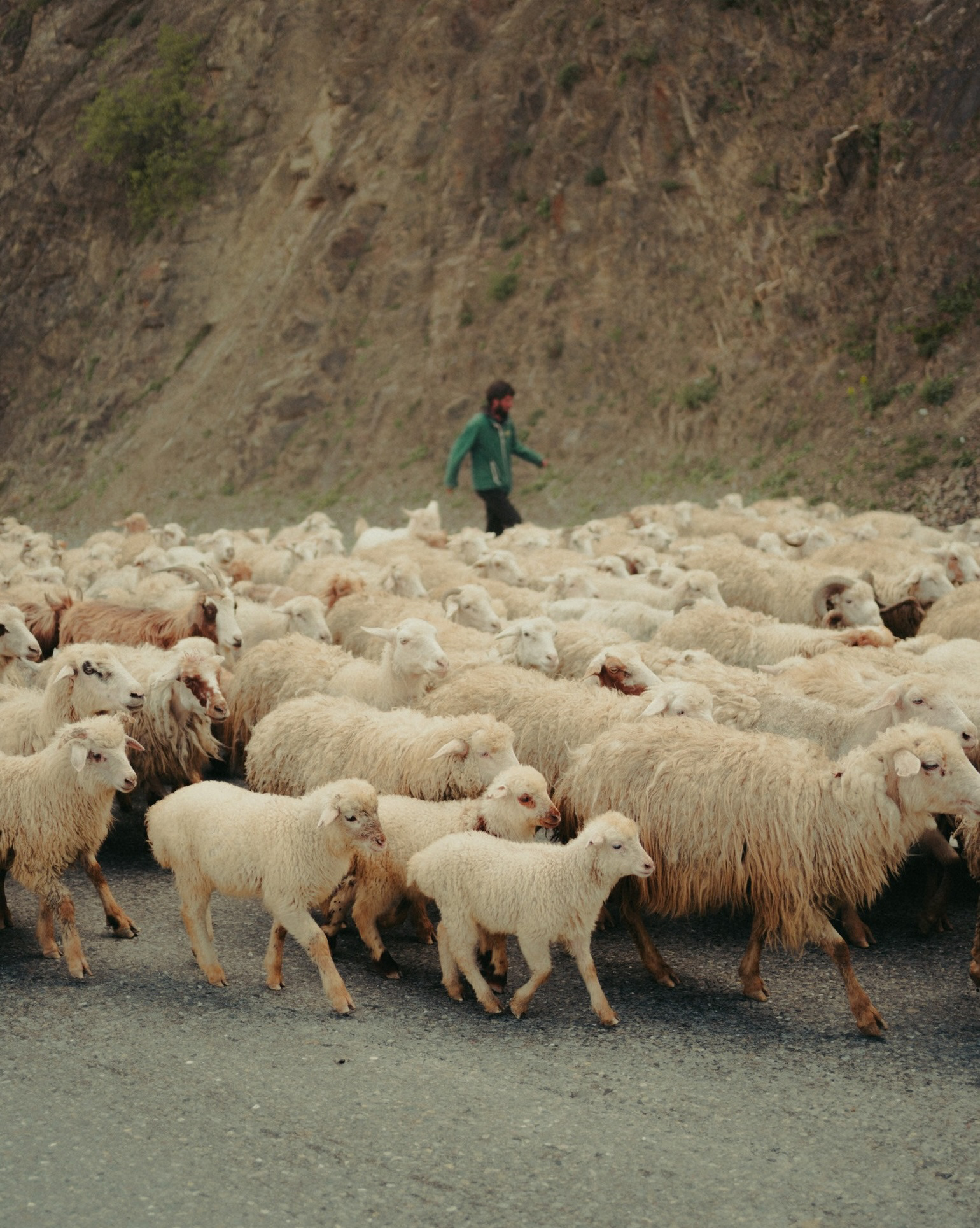 the good shepard . | „Wyszedłem szukać Ciebie o swicie i w trwodze, Nie znajdując, myślałem, żem szedł drogą kłamną; I spotkałem Cię, kiedym odwrócił się w drodze, Bowiem przez całe życie krok w krok szedłeś za mną.”