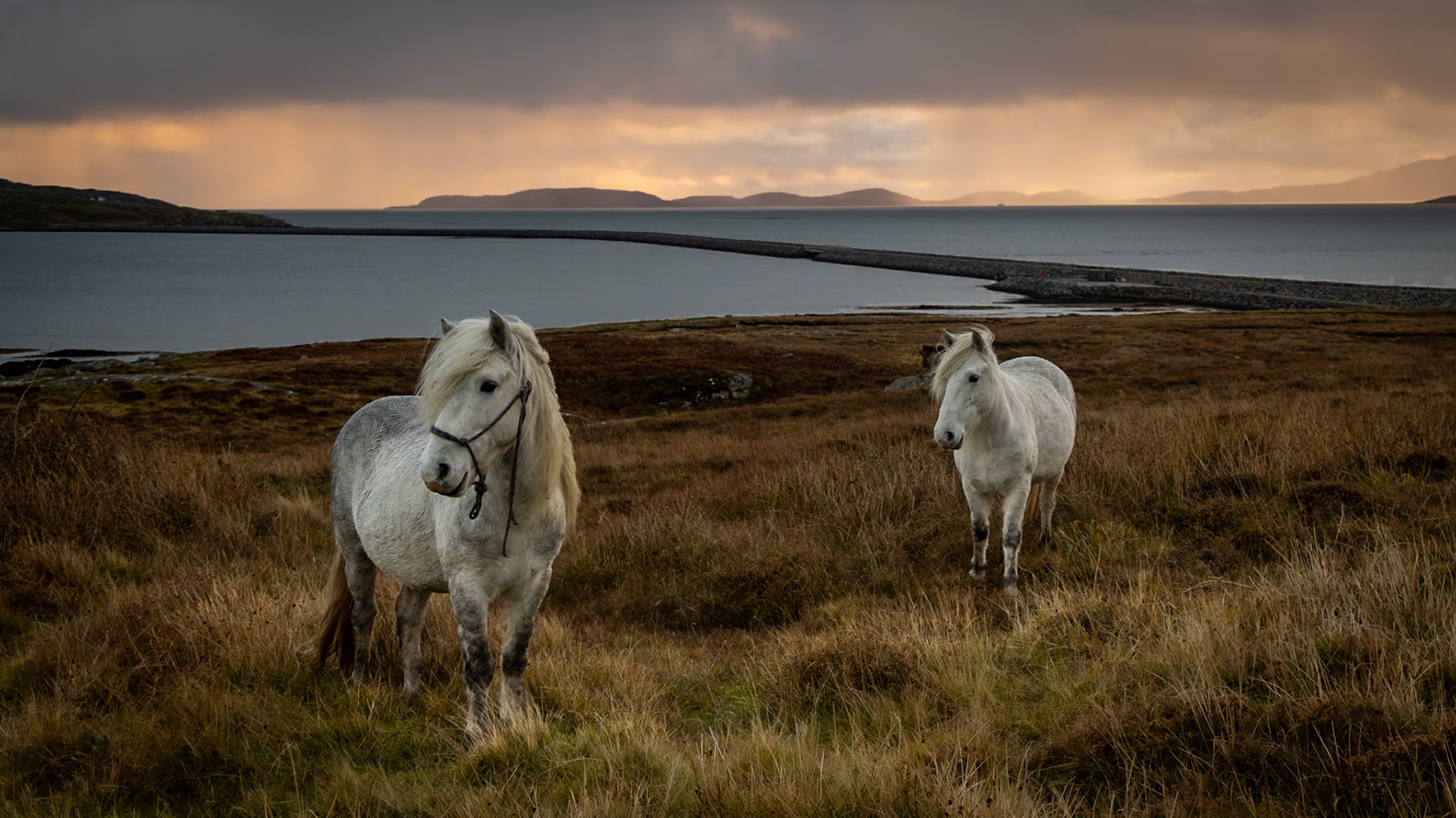 Eriskay   Causeway and Stallions