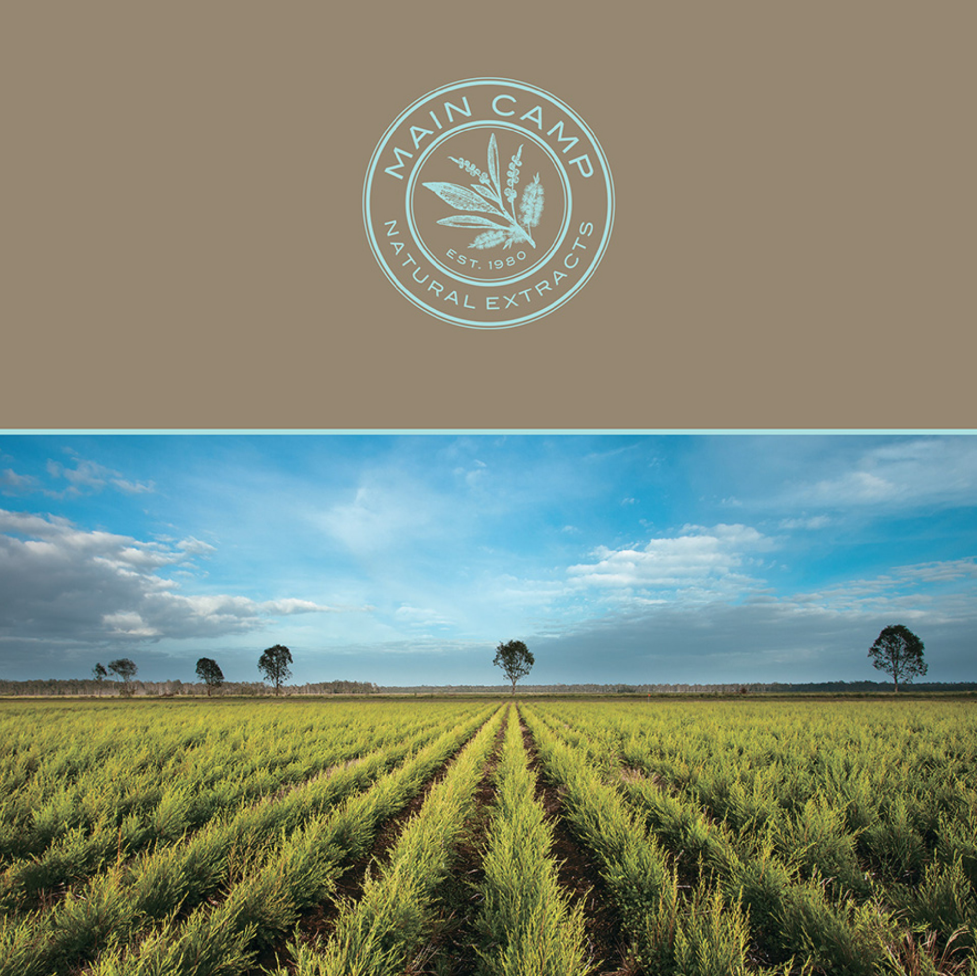 Main Camp Essential Oils