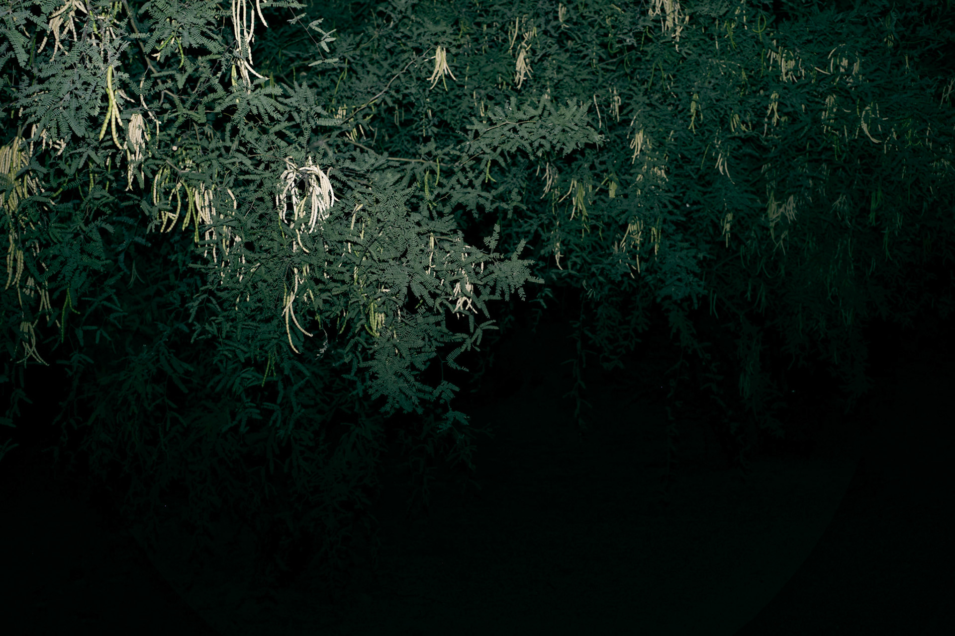 Mesquites