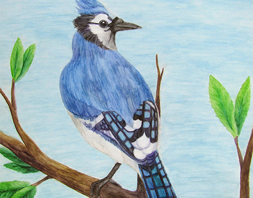 Blue Jay in Colored Pencils on Sanded Paper with Powder Blender