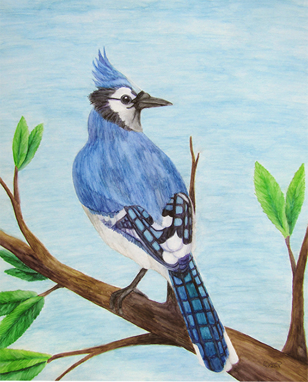 Blue Jay by DebiJeen Pencils