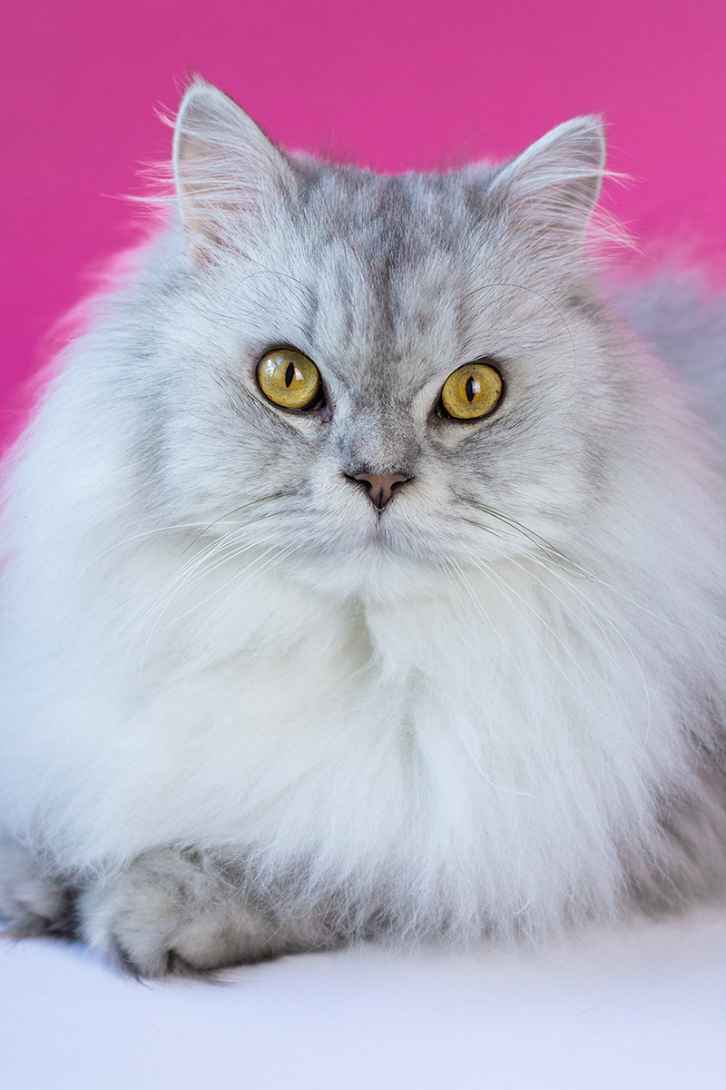 Timppa Birthday Portrait (2020)