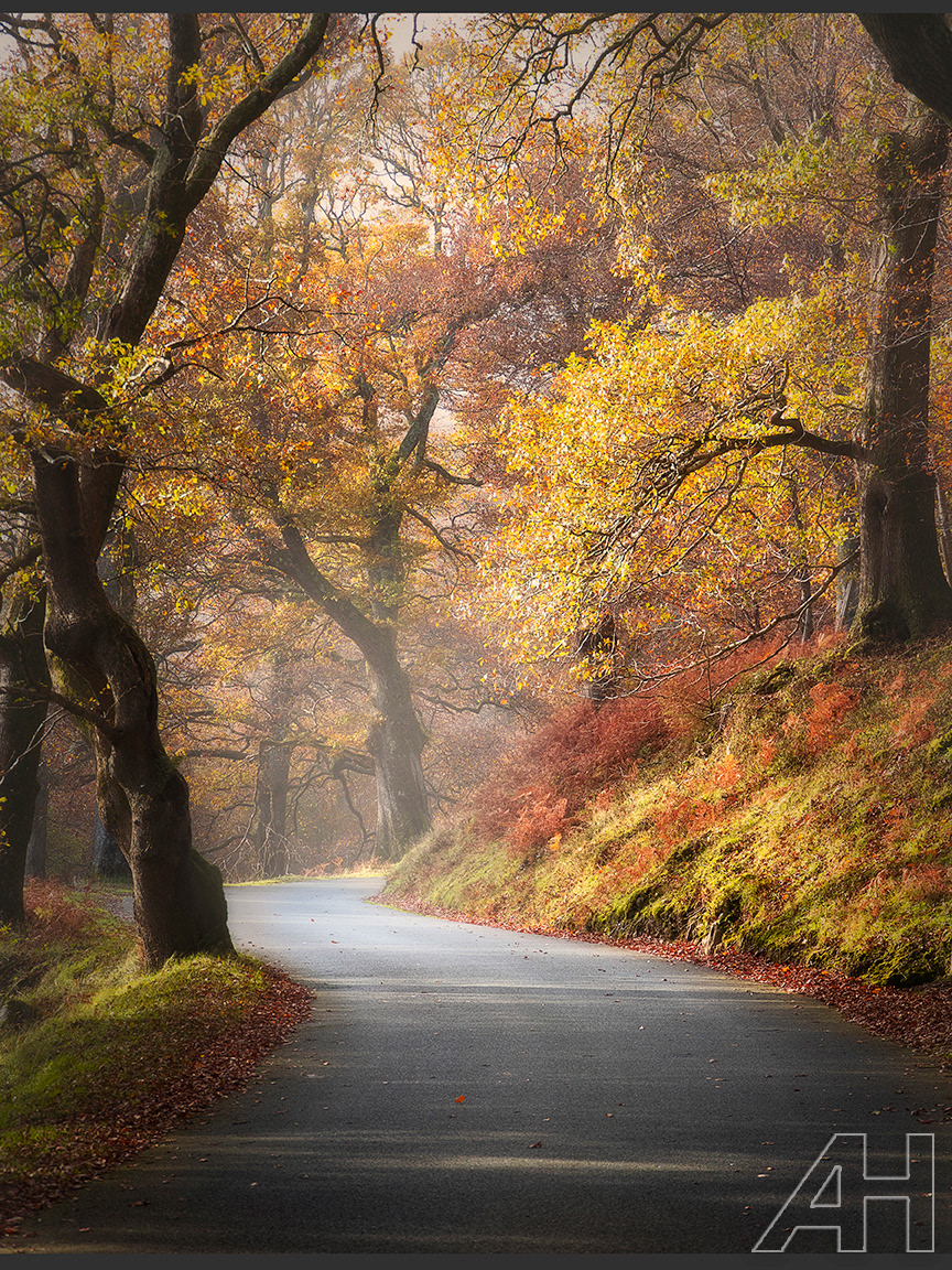 The Road Into Powerscourt Waterfall