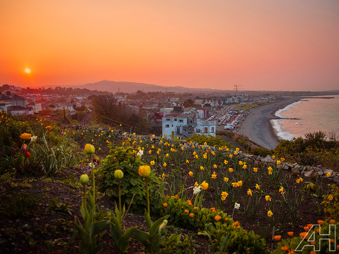 Bray Sunset Flowers