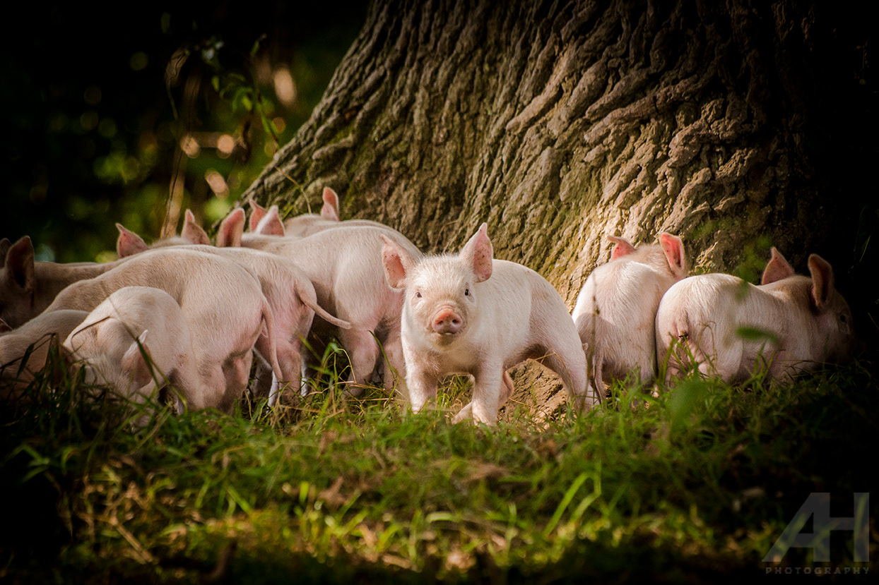Killruddery Piglets