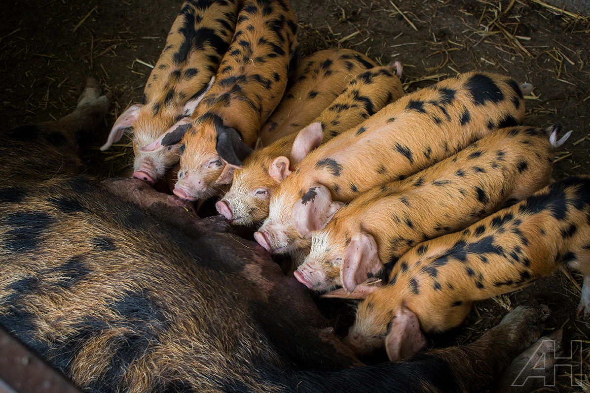 Glenroe Piglets