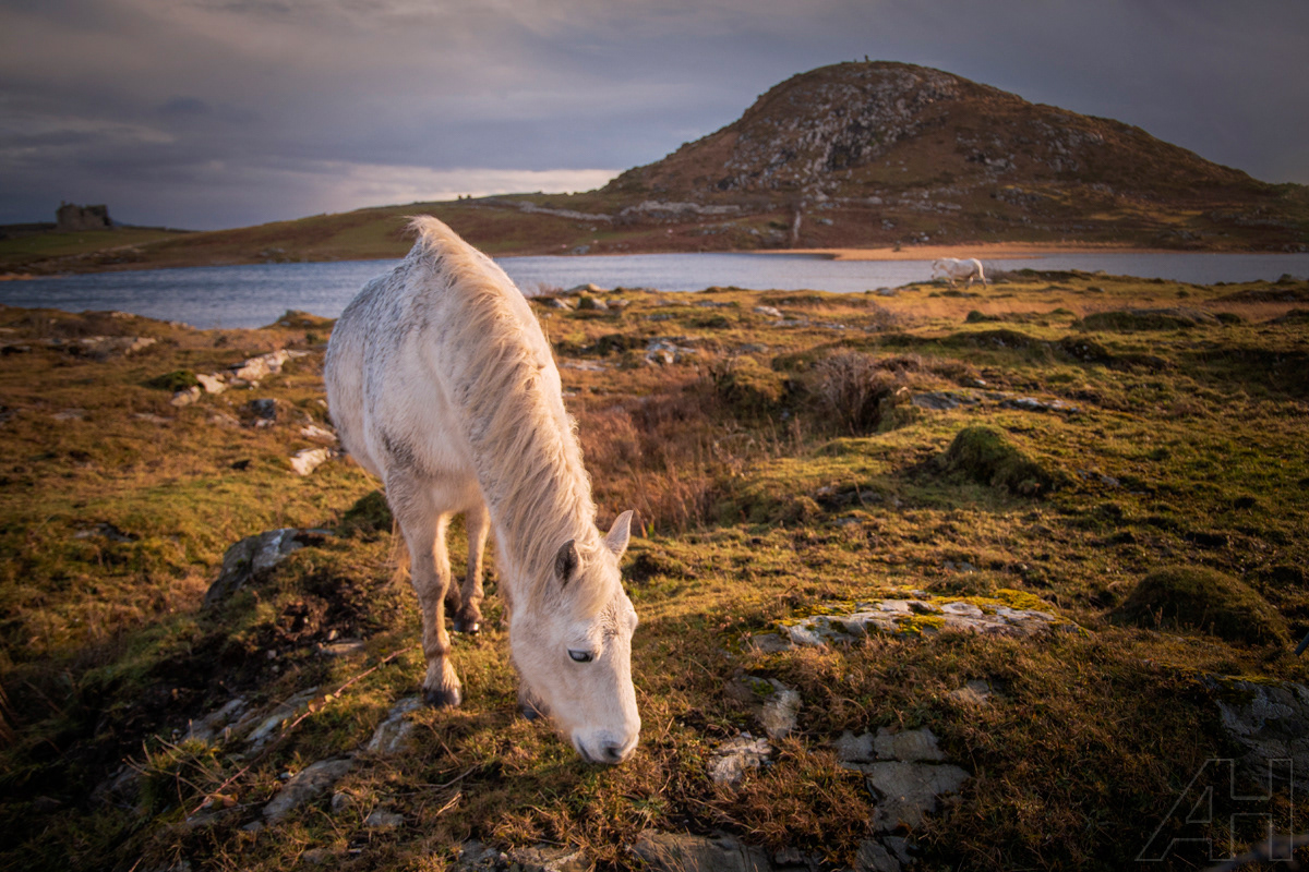 Connemara Horse