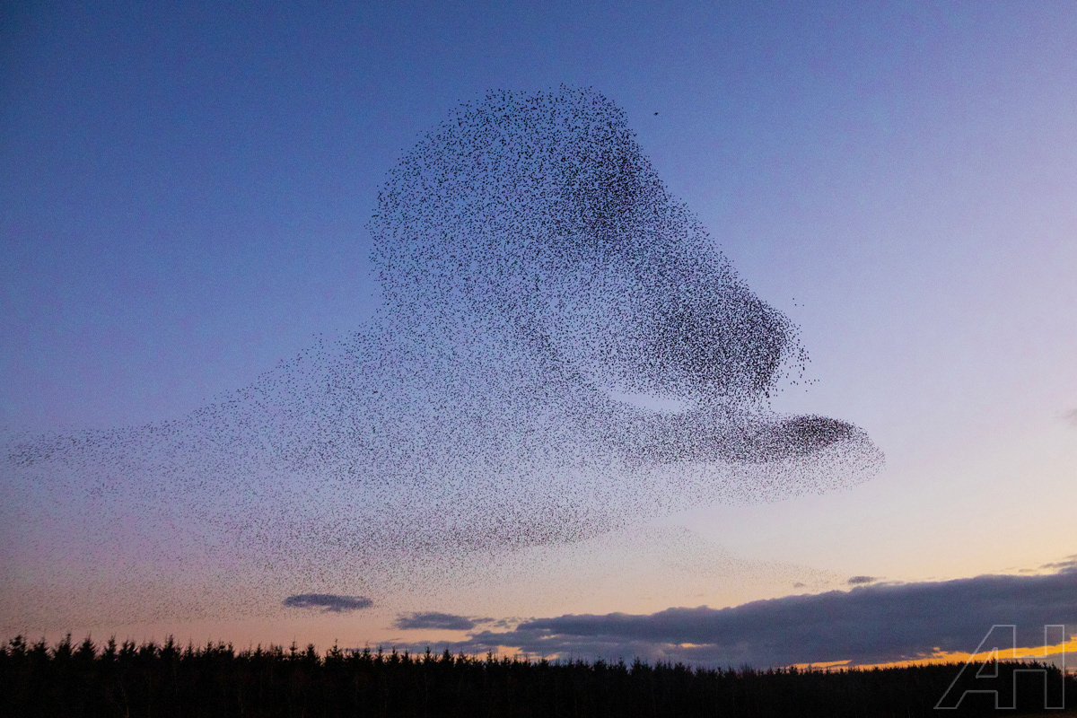Ferns Wexford - Starling Murmuration_2