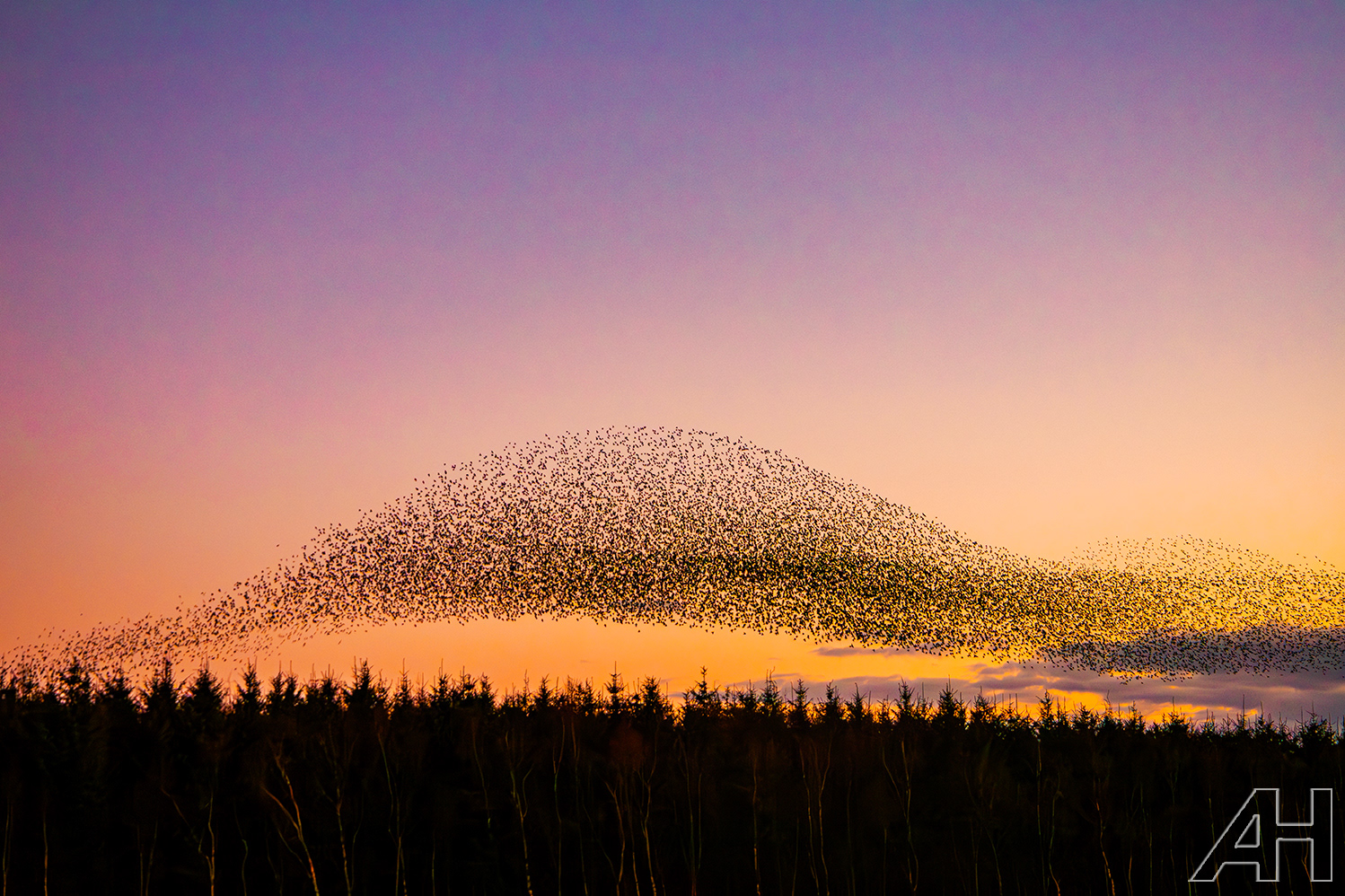 Ferns Wexford - Starling Murmuration
