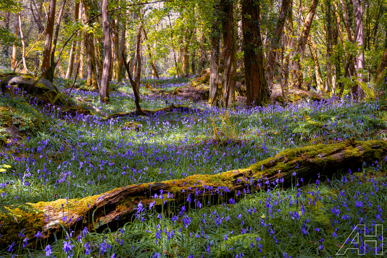 Devils Glen Bluebells