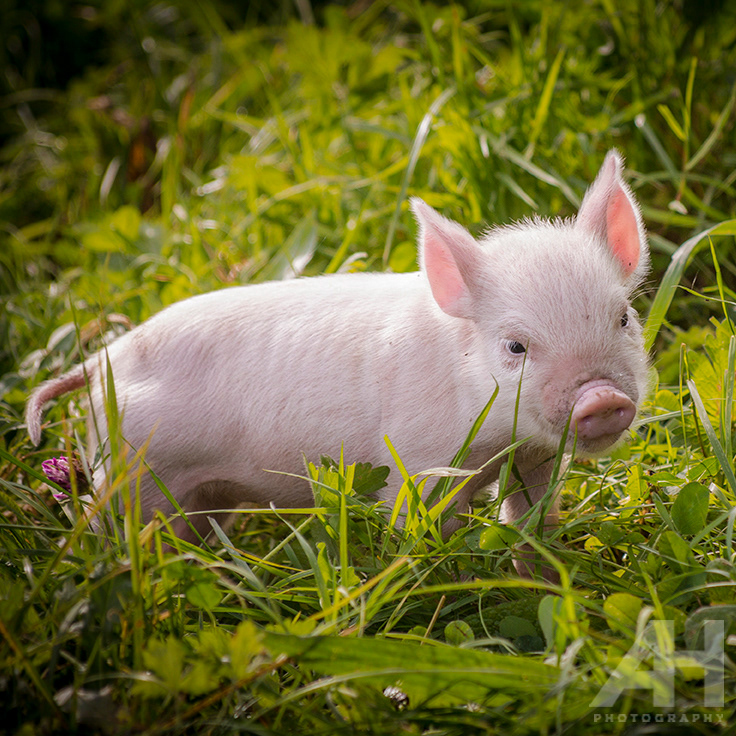 Killruddery Piglet