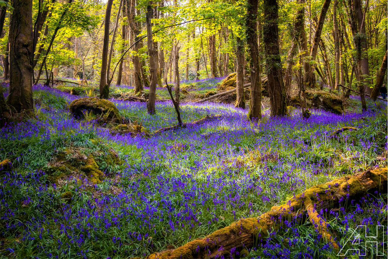 Devils Glen Bluebells - 2