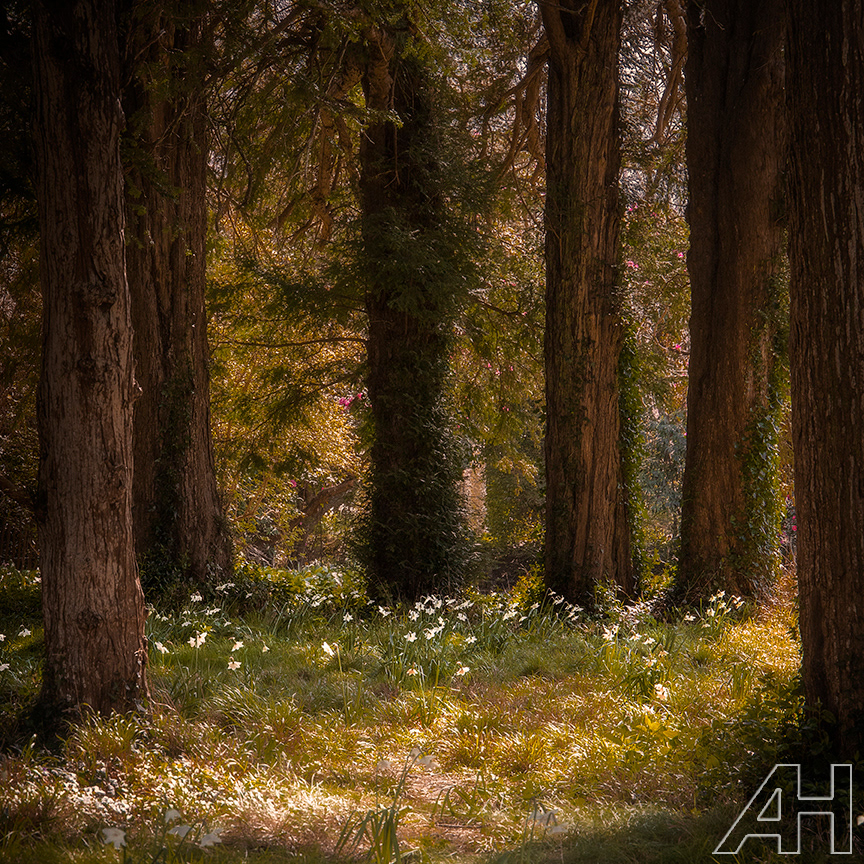 Killruddery Tree Circle