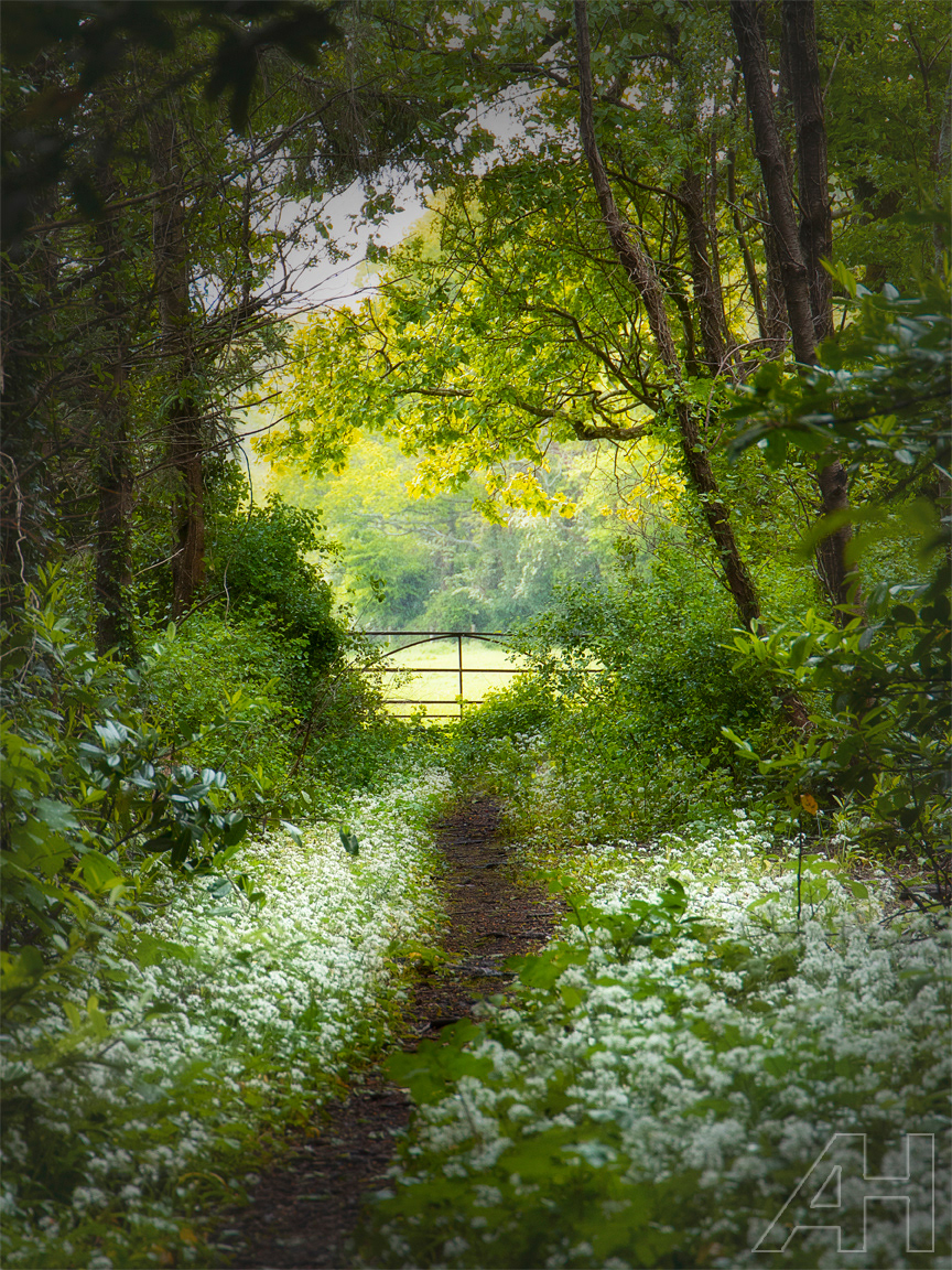 Killruddery Wanderings