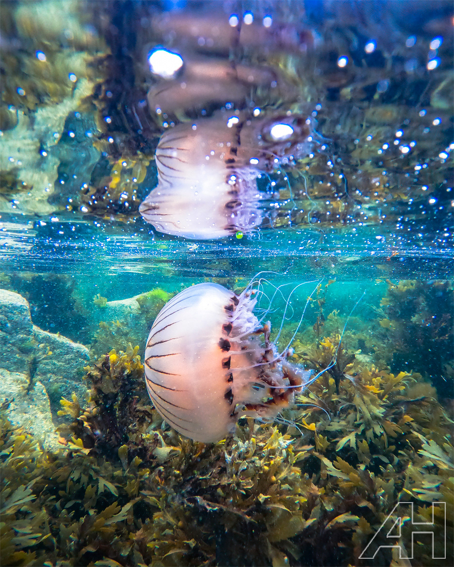 Compass Jelly