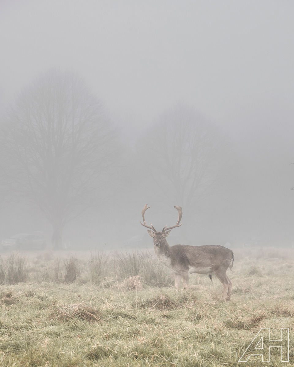 Phoenix Park Lone Deer