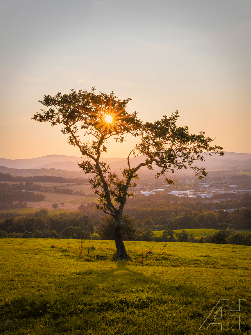 Bray Head Sunburst Tree