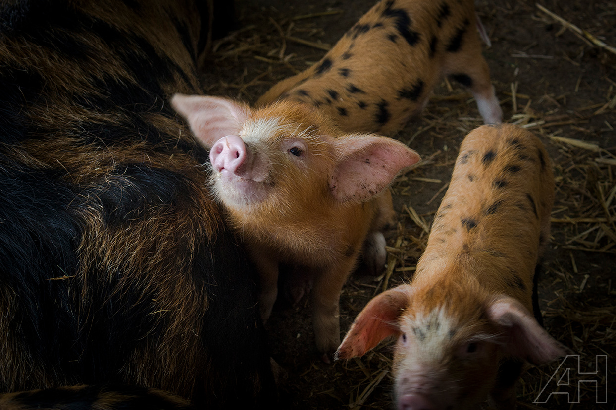 Glenroe Piglets