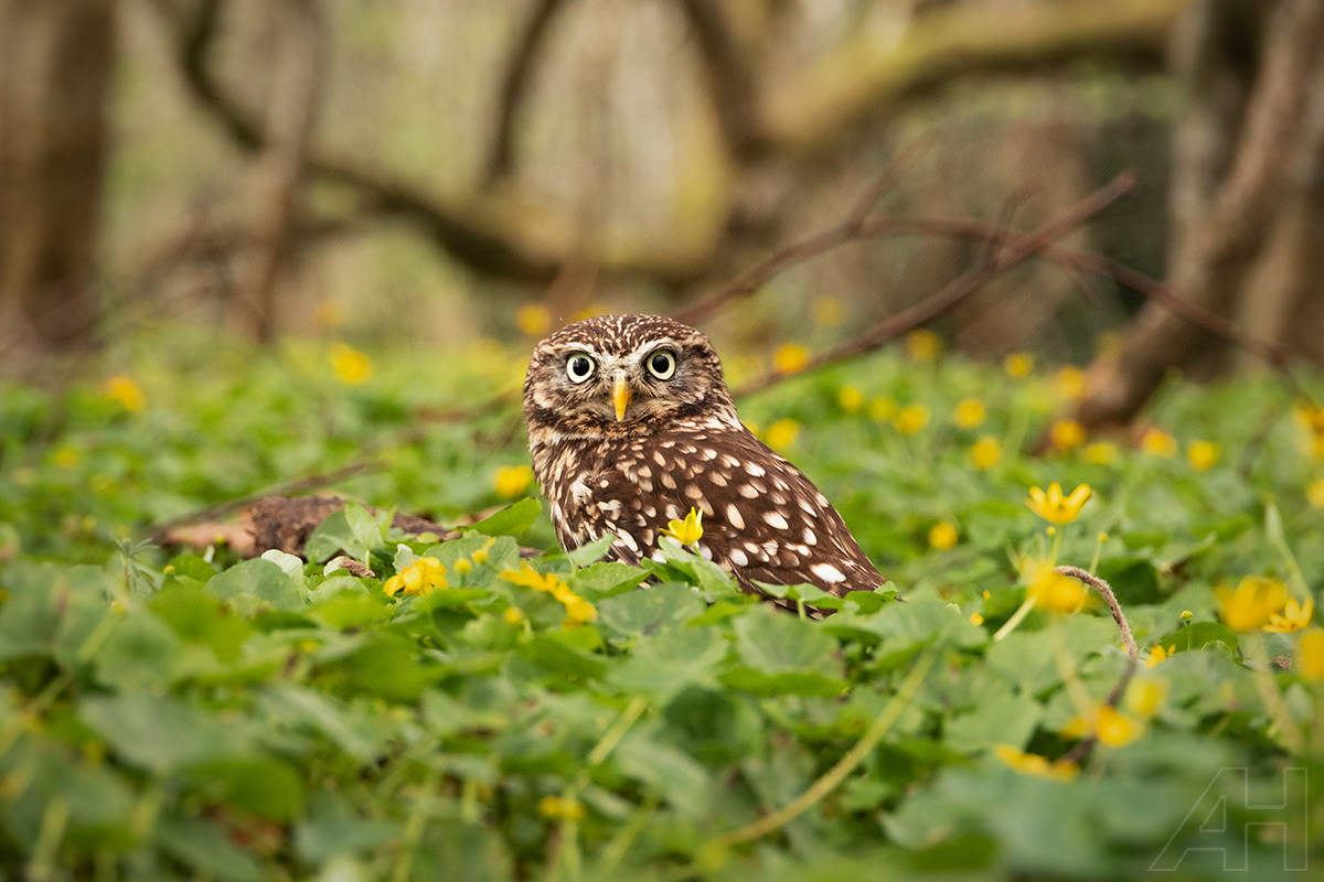 Tiny Owl
