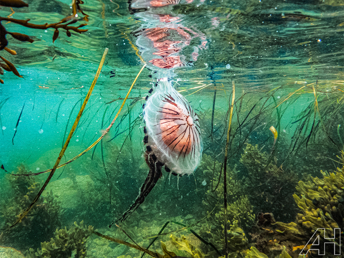 Compass Jellyfish - Connemara Co Galway