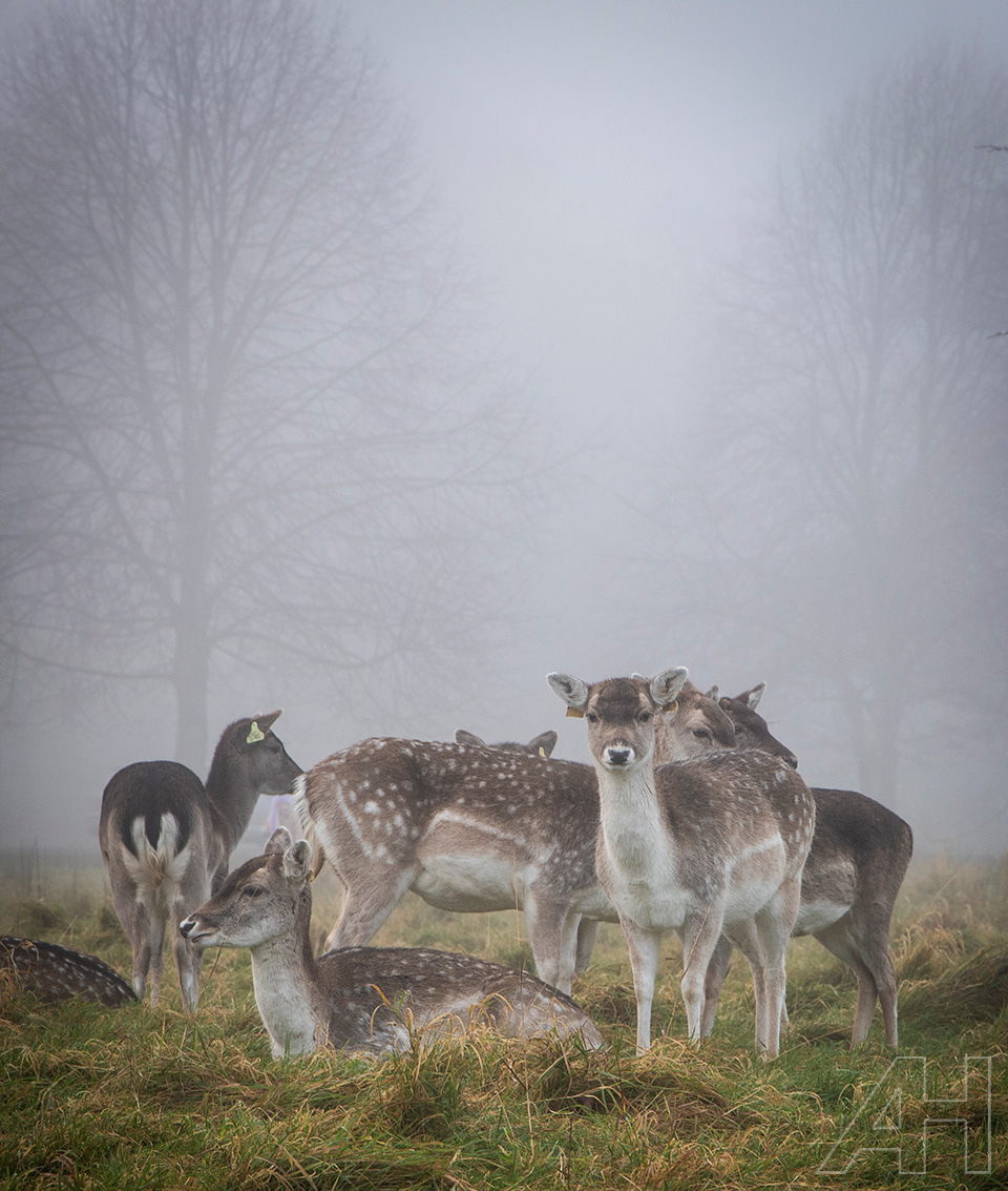 Phoenix Park Deer