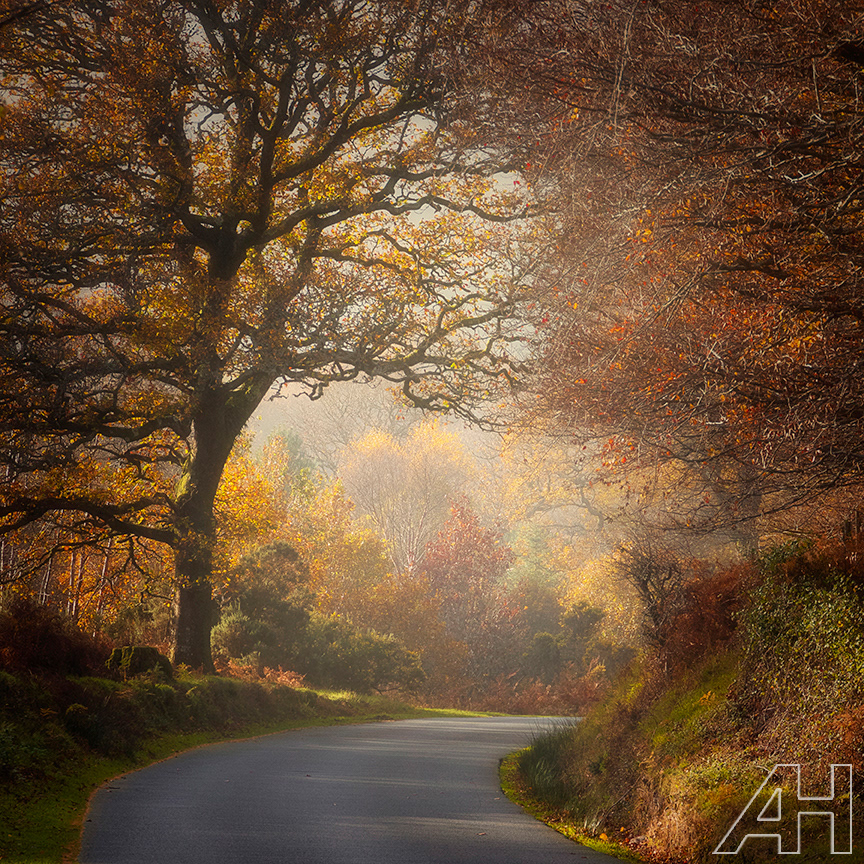 The Road Into Powerscourt Waterfall - 2
