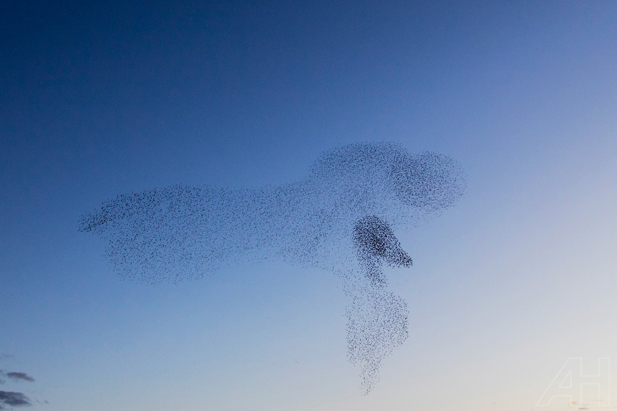 Ferns Wexford - Starling Murmuration_3