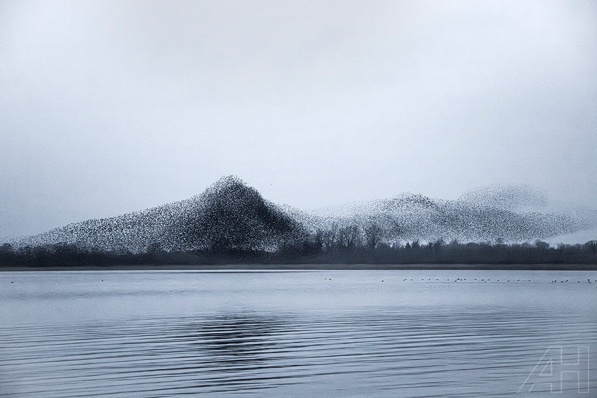 Lough Ennell Starling Murmuration