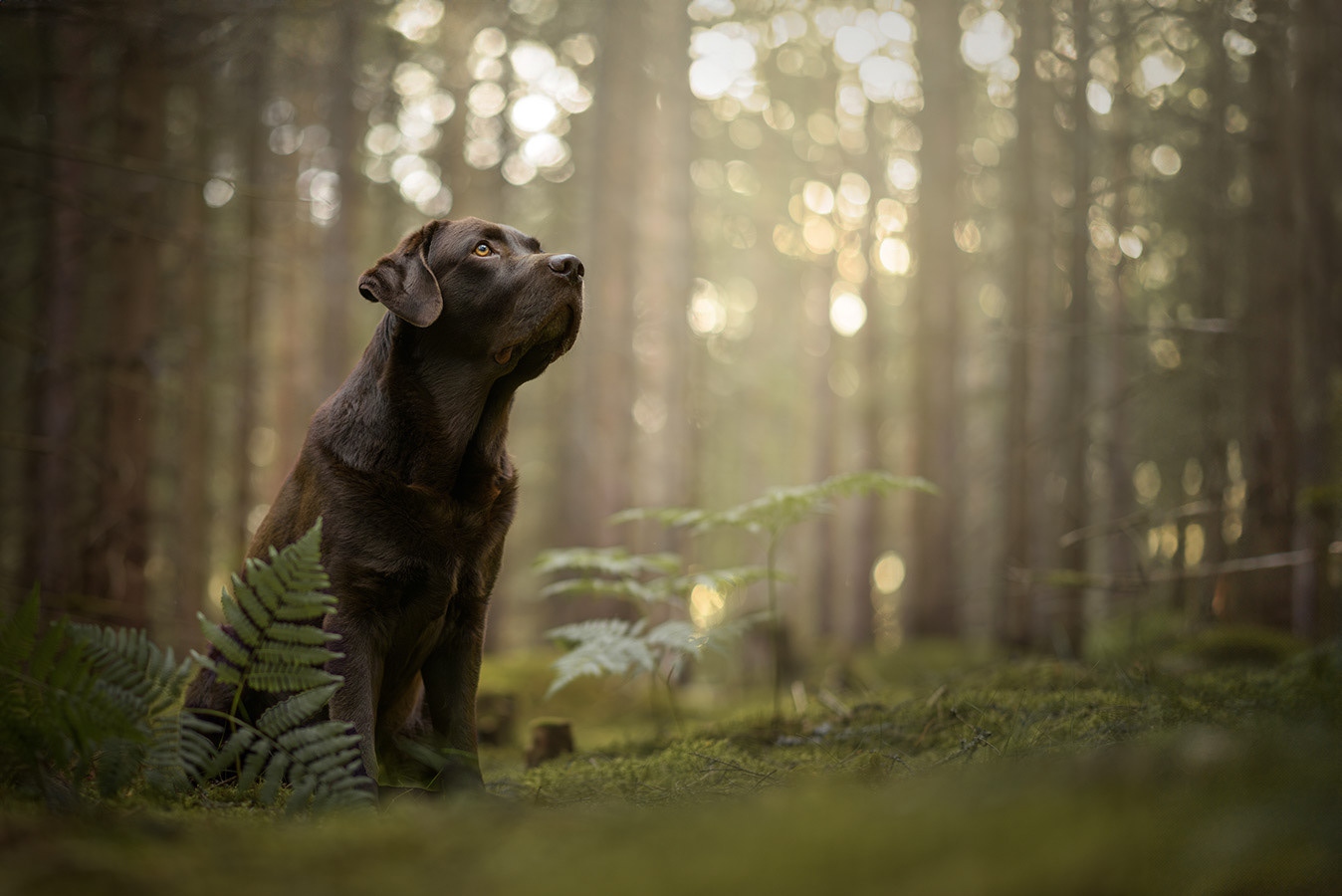 bild av en brun labrador i skogen