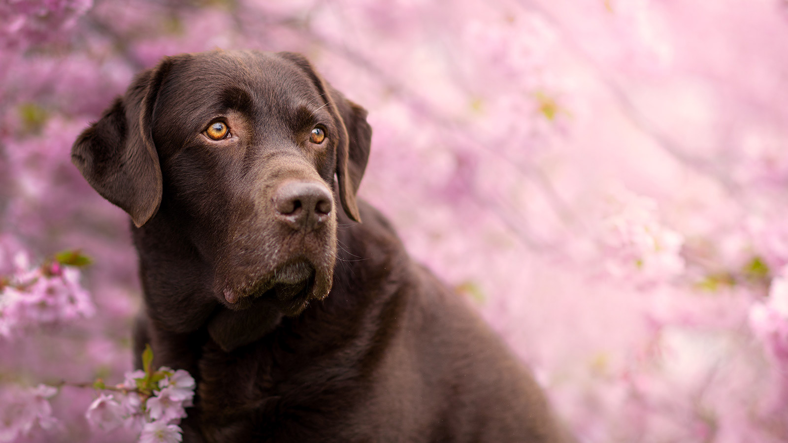 bild på en hund omgiven av körsbärsblommor