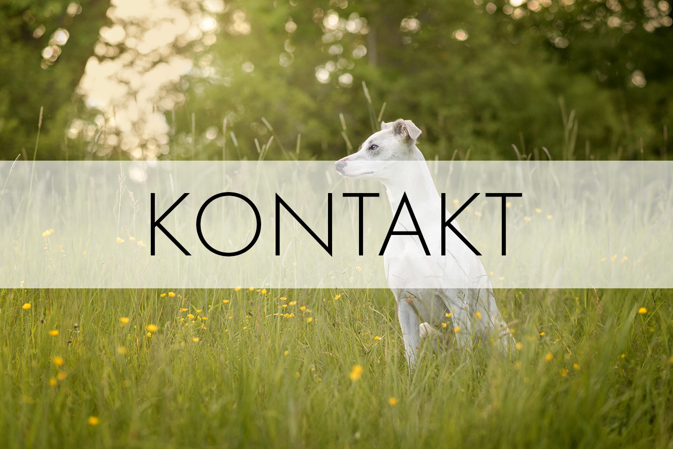 bild med texten kontakt