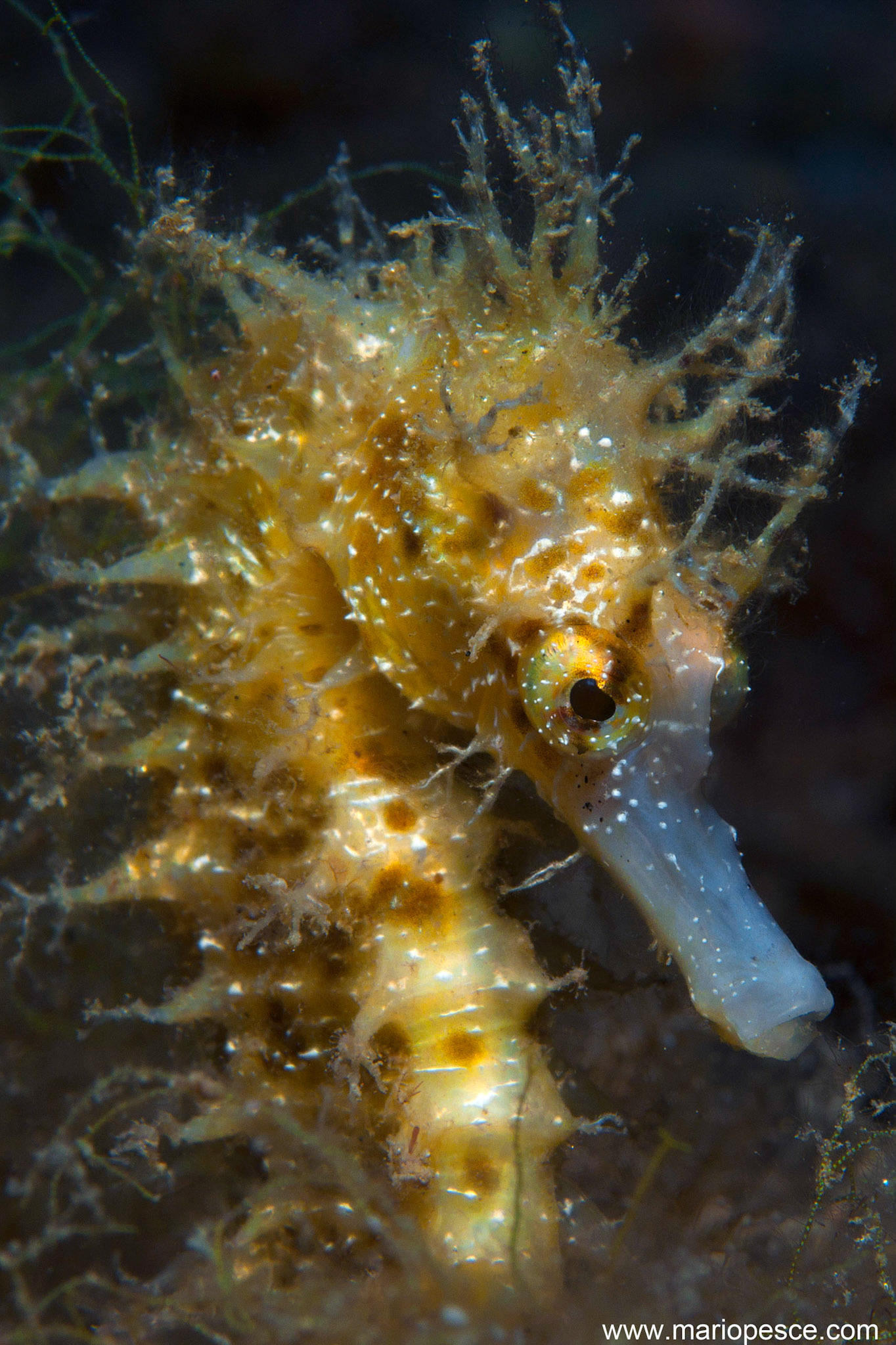 The den where he hides and lives the seahorse