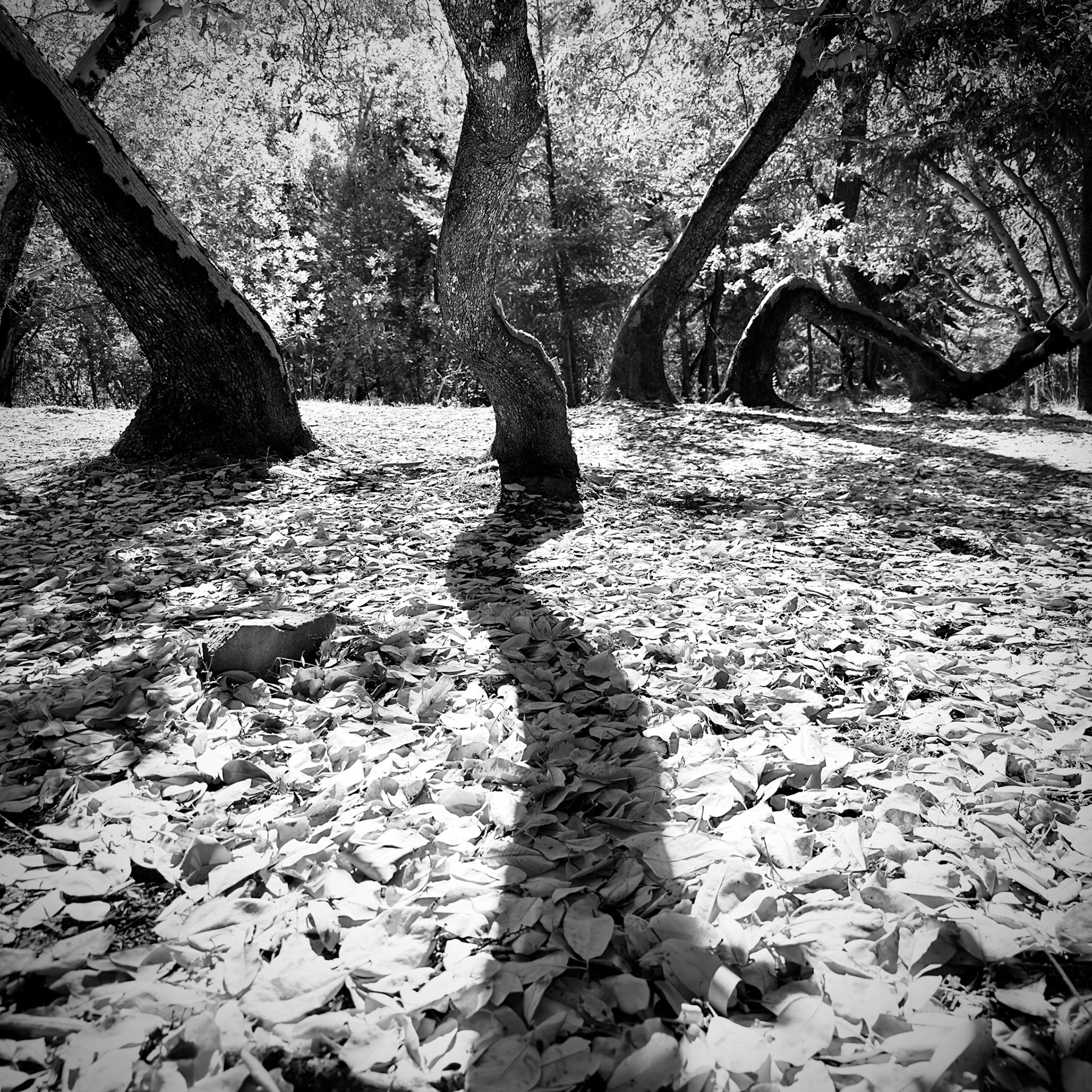 Dancing to a Different Tune