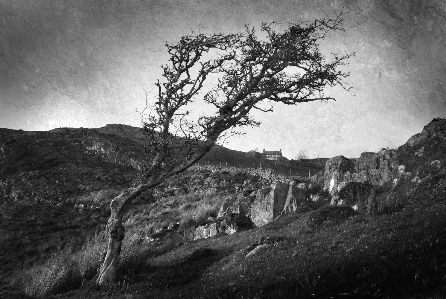 Black and white photograph of a remote farmhouse and twisty lone tree in Tremadog, Wales, UK.